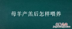 母羊产羔后怎样喂养 母羊产羔后怎么饲喂