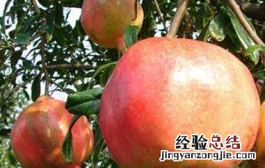 吃酸石榴对身体的好处 吃酸石榴对身体有什么好处