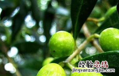 云南野生橄榄果的功效与作用