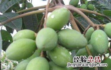吃青橄榄有什么功效 吃青橄榄的功效与作用