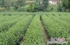 茶叶树种植技术要点 茶叶树种植技术