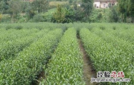 茶叶树种植技术要点 茶叶树种植技术