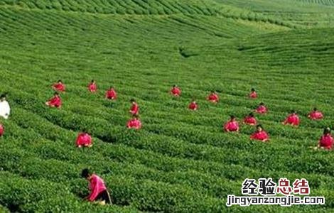茶叶树种植技术要点 茶叶树种植技术