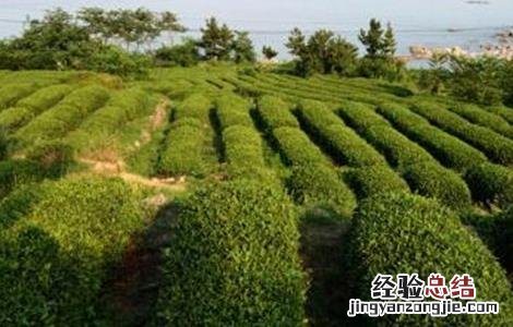 茶叶树种植技术要点 茶叶树种植技术