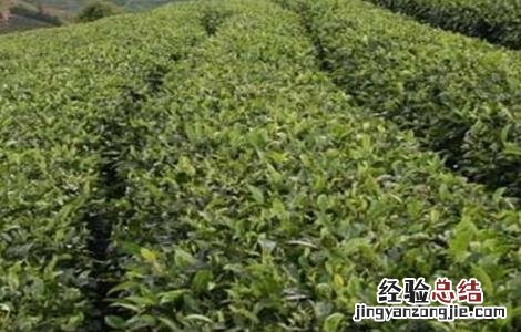 茶叶树种植技术要点 茶叶树种植技术