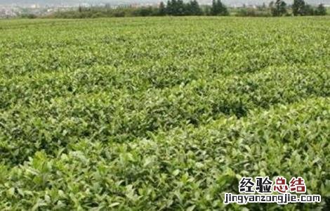 茶叶树种植技术要点 茶叶树种植技术