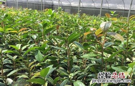 金花茶如何繁殖 金花茶的繁殖方法