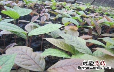 金花茶如何繁殖 金花茶的繁殖方法