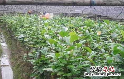 金花茶如何繁殖 金花茶的繁殖方法