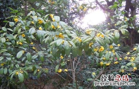 金花茶如何繁殖 金花茶的繁殖方法