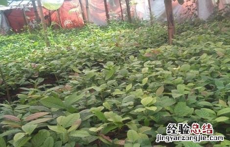 金花茶如何繁殖 金花茶的繁殖方法