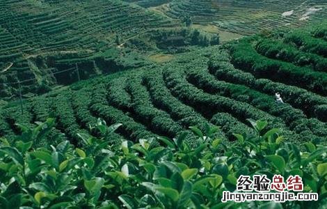 茶树种植注意事项 茶叶种植的注意事项