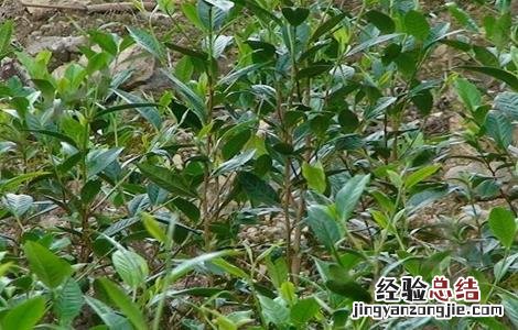 茶树种植注意事项 茶叶种植的注意事项