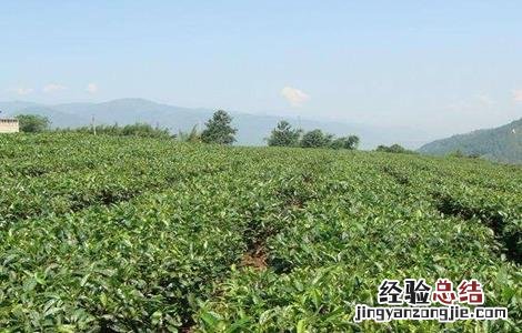 茶树种植注意事项 茶叶种植的注意事项