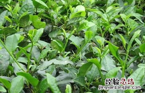 茶树种植注意事项 茶叶种植的注意事项