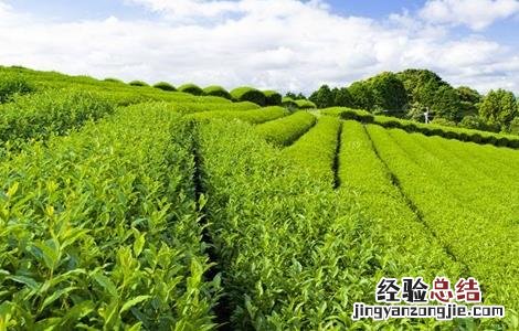 茶树种植注意事项 茶叶种植的注意事项