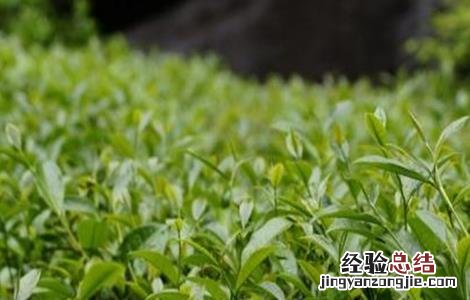 茶树种植注意事项 茶叶种植的注意事项