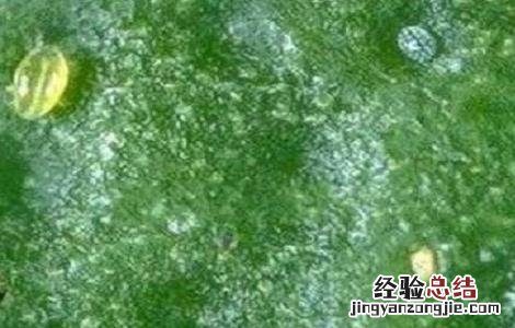 茶黄螨的危害特点及防治 茶黄螨的防治方法措施