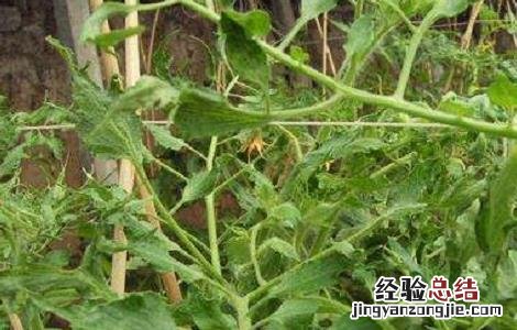 茶黄螨的危害特点及防治 茶黄螨的防治方法措施