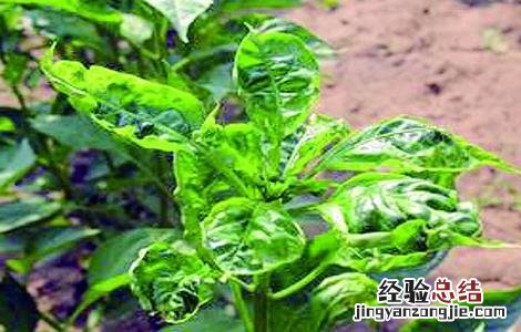 茶黄螨的危害特点及防治 茶黄螨的防治方法措施