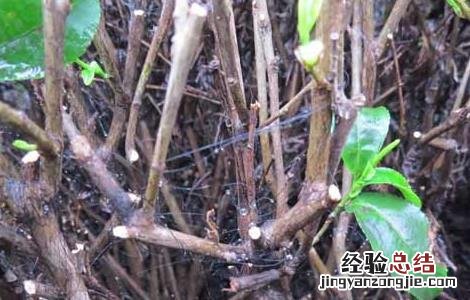 茶煤病的防治方法有哪些 茶煤病的防治方法
