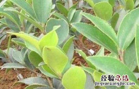 茶煤病的防治方法有哪些 茶煤病的防治方法