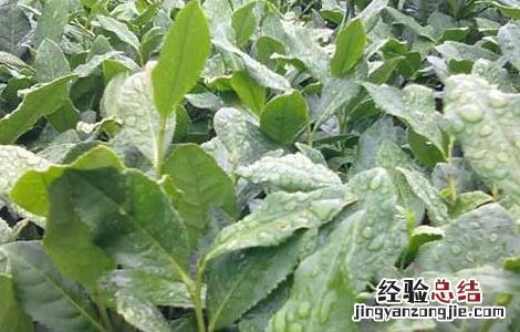 茶煤病的防治方法有哪些 茶煤病的防治方法