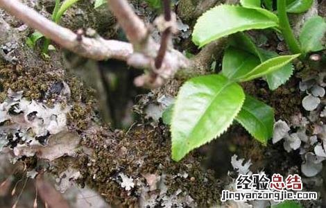 茶煤病的防治方法有哪些 茶煤病的防治方法