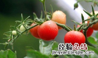西红柿苗子怎么种 西红柿小苗怎么种