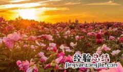 立春养生知识 立春养生知识介绍