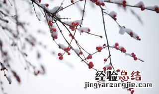 小雪节气手抄报内容 小雪节气手抄报内容写什么