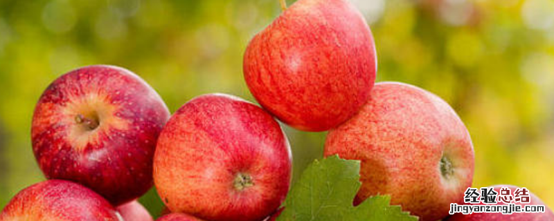 哪些水果可种在海拔1500米的地方，具体看当地的气候环境