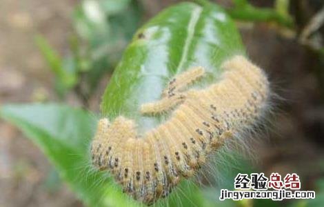 茶毛虫的防治方法 茶毛虫的防治方法
