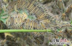 茶毛虫的防治方法 茶毛虫的防治方法