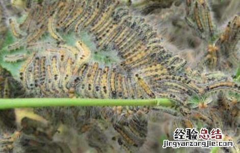 茶毛虫的防治方法 茶毛虫的防治方法