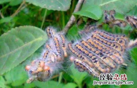 茶毛虫的防治方法 茶毛虫的防治方法