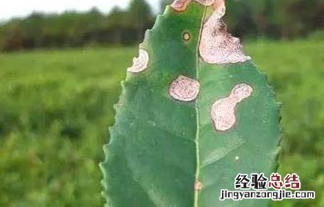 茶花赤叶斑病怎么治 茶赤叶斑病怎么防治