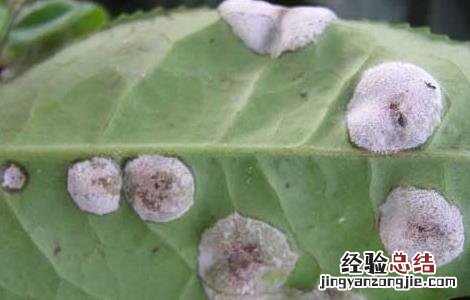 茶轮斑病怎么防治 茶轮斑病菌