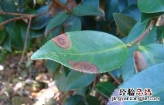 茶轮斑病怎么防治 茶轮斑病菌