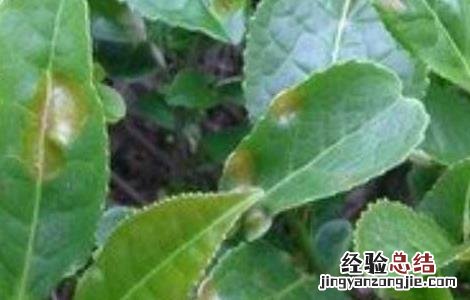 茶轮斑病怎么防治 茶轮斑病菌