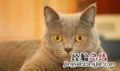 孕妇梦见被猫咬了是什么意思 孕妇做梦梦到被猫咬了寓意是什么