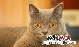 孕妇梦见被猫咬了是什么意思 孕妇做梦梦到被猫咬了寓意是什么