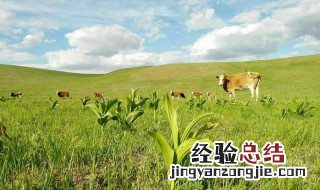 藜芦的营养价值 藜芦有哪些