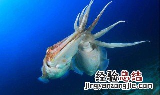 墨鱼营养价值及功效与作用 墨鱼营养价值及功效与作用
