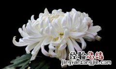 纪念逝者种什么花 纪念逝者的植物