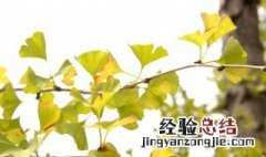 银杏树叶的食用禁忌 银杏叶的功效与作用食用方法及禁忌