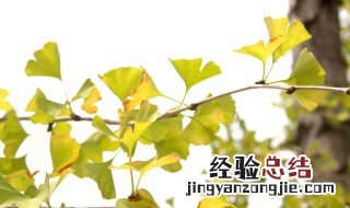 银杏树叶的食用禁忌 银杏叶的功效与作用食用方法及禁忌