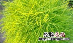 扫帚菜的禁忌 扫帚草的功效与作用