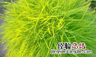 扫帚菜的禁忌 扫帚草的功效与作用
