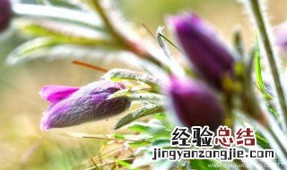 白头翁的营养价值及功效 白头翁的营养价值